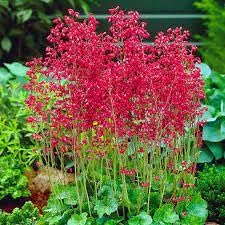 Heirloom Non-GMO Coral Bells Flower Seeds for Planting – Colorful Foliage and Blooms for Shade Gardens - Non-GMO for planting in home garden